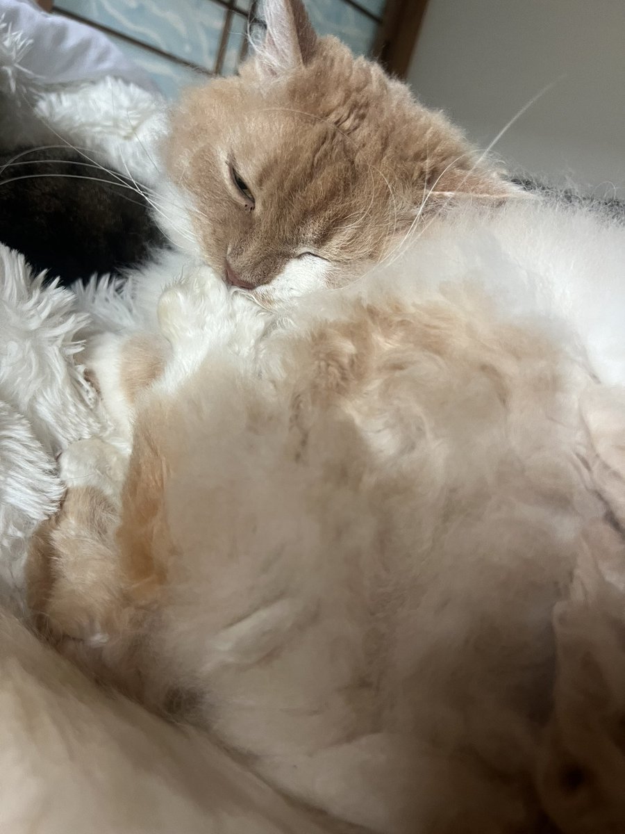 hosekome's tweet photo. 猫ちゃんがあんよぺろりんちょしていたらすぐに舐めた所嗅ぎに行くんだけど、これって嫌われる原因になりますか？ https://t.co/leFPqxfVIP