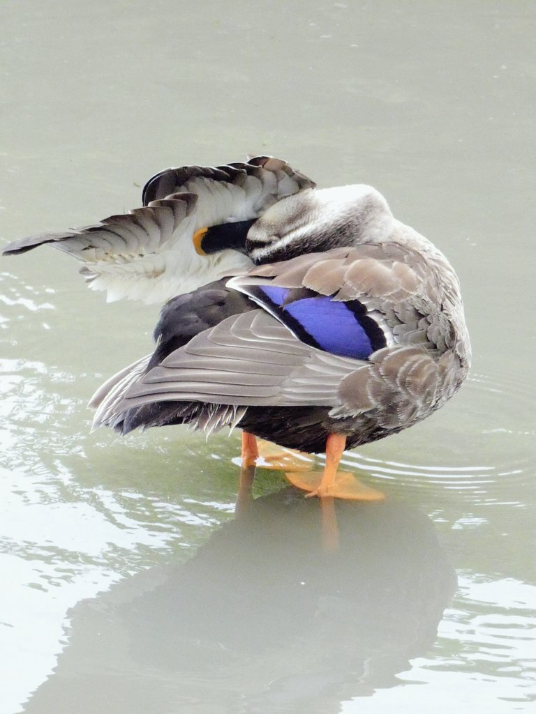 Mumble_Bird's tweet photo. 🦆羽繕いはボクの身だしなみ…かもっ!!
(🪶真っ白ふわっふわだね)🤎🤍
#カルガモ
#カモ活
#一日一鴨
#spotbilledduck
#preening https://t.co/fbV02yF2w3