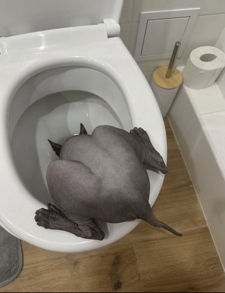 ͓̽t͓͓̽̽o͓͓̽̽k͓͓̽̽o͓͓̽̽n͓̽a͓͓̽̽t͓͓̽̽s͓͓̽̽u͓̽ 𖤐 tweet media