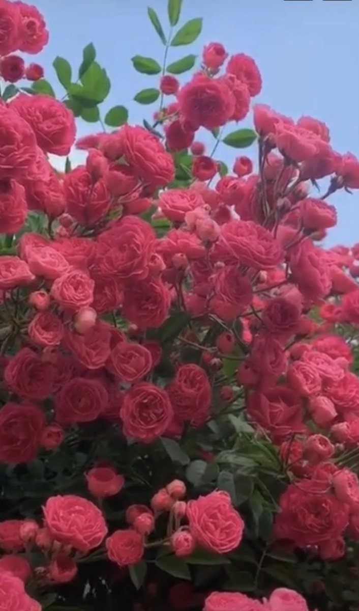FathiNajla's tweet photo. @elonmuskcode @elonmusk Flowers are beautiful 😍 https://t.co/a3aw77Zdz2