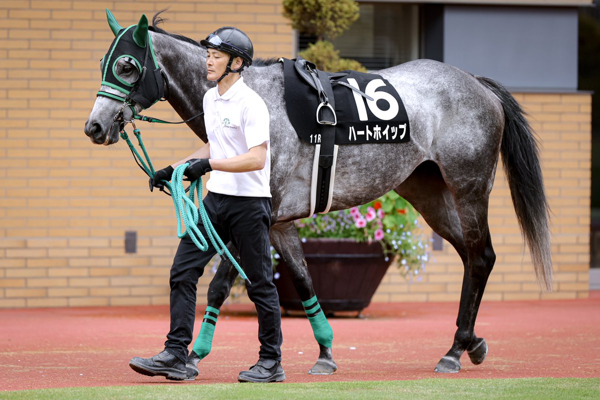 pfmpspsm's tweet photo. メインRパドックのハートホイップちゃん。直線100万ミリメートルのレースに再び挑戦。ミリオンラブ達成を。がんばれ！ https://t.co/JjfKhBSSmb