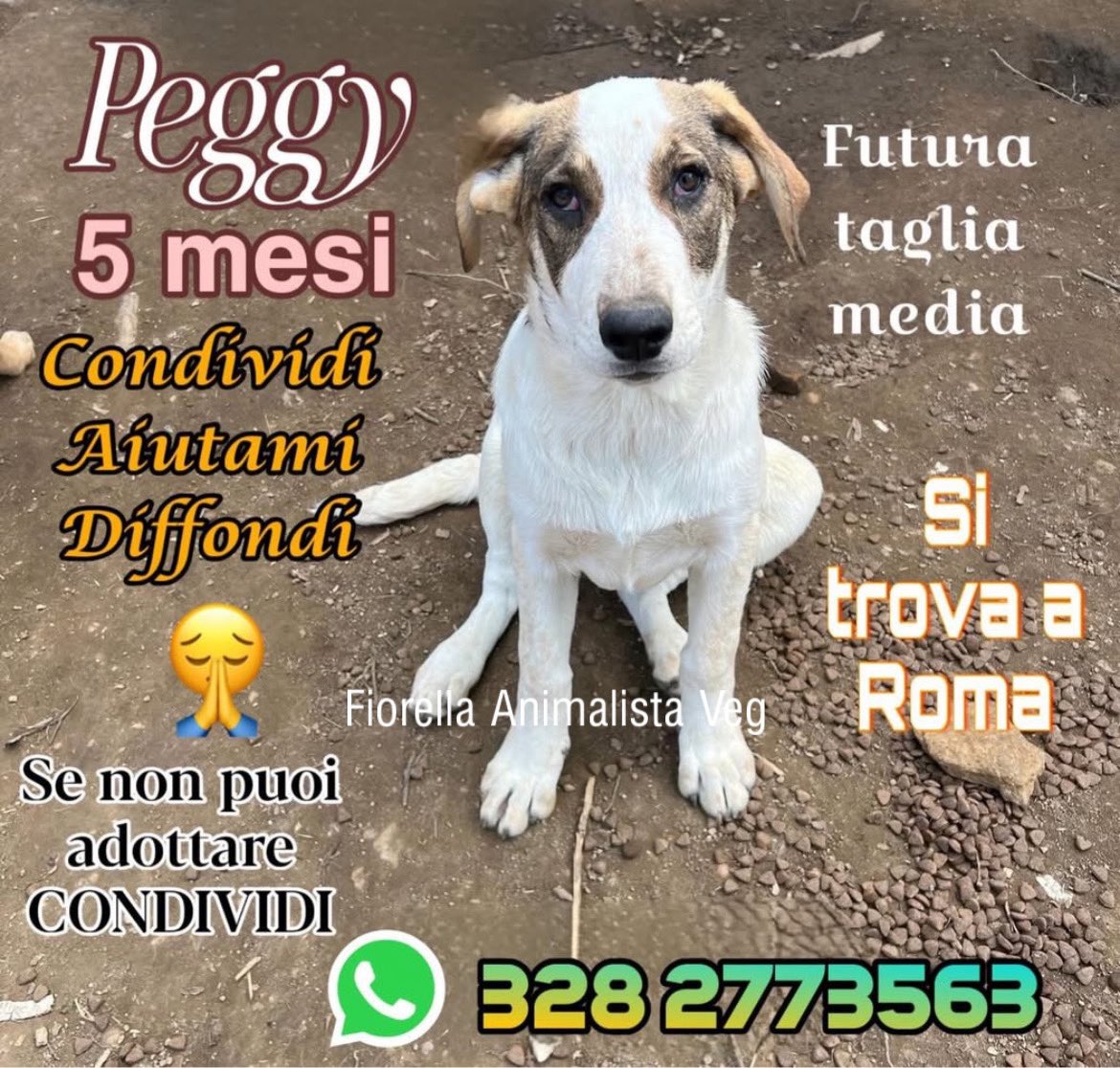 Fiorella Arcodia 🌿𝐠𝐨𝐯𝐞𝐠𝐚𝐧 🐑💚💙☮️ tweet media