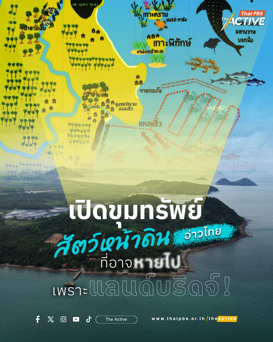 Thai PBS tweet media
