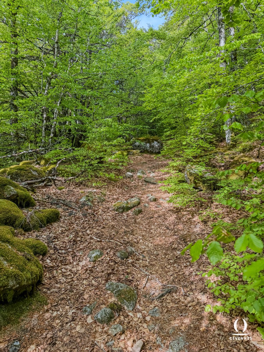Cevennes_'s tweet photo. « Si j’étais un grand chêne avec ta sève pure,
Pour tous, ainsi que toi, bon, riche, hospitalier,
J’abriterais l’abeille et l’oiseau familier
Qui, sur ton front touffu, répandent le murmure. »
🌳🌱🪨
📖 Victor de Laprade
📷 Samuel Chatard
🗺️ Dourbies
#Cevennes #Oraterra https://t.co/5p1cDJAkIT