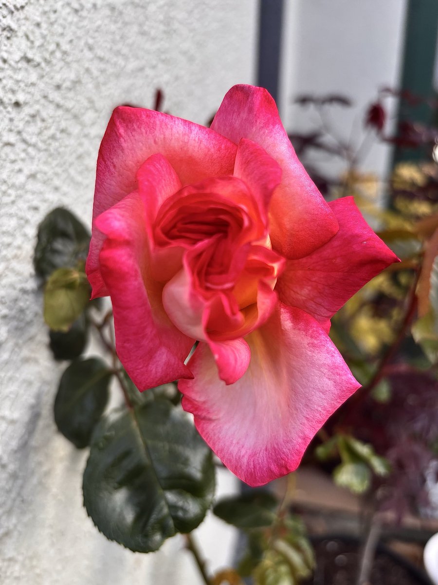 Elaine’s Garden 🪴 tweet media