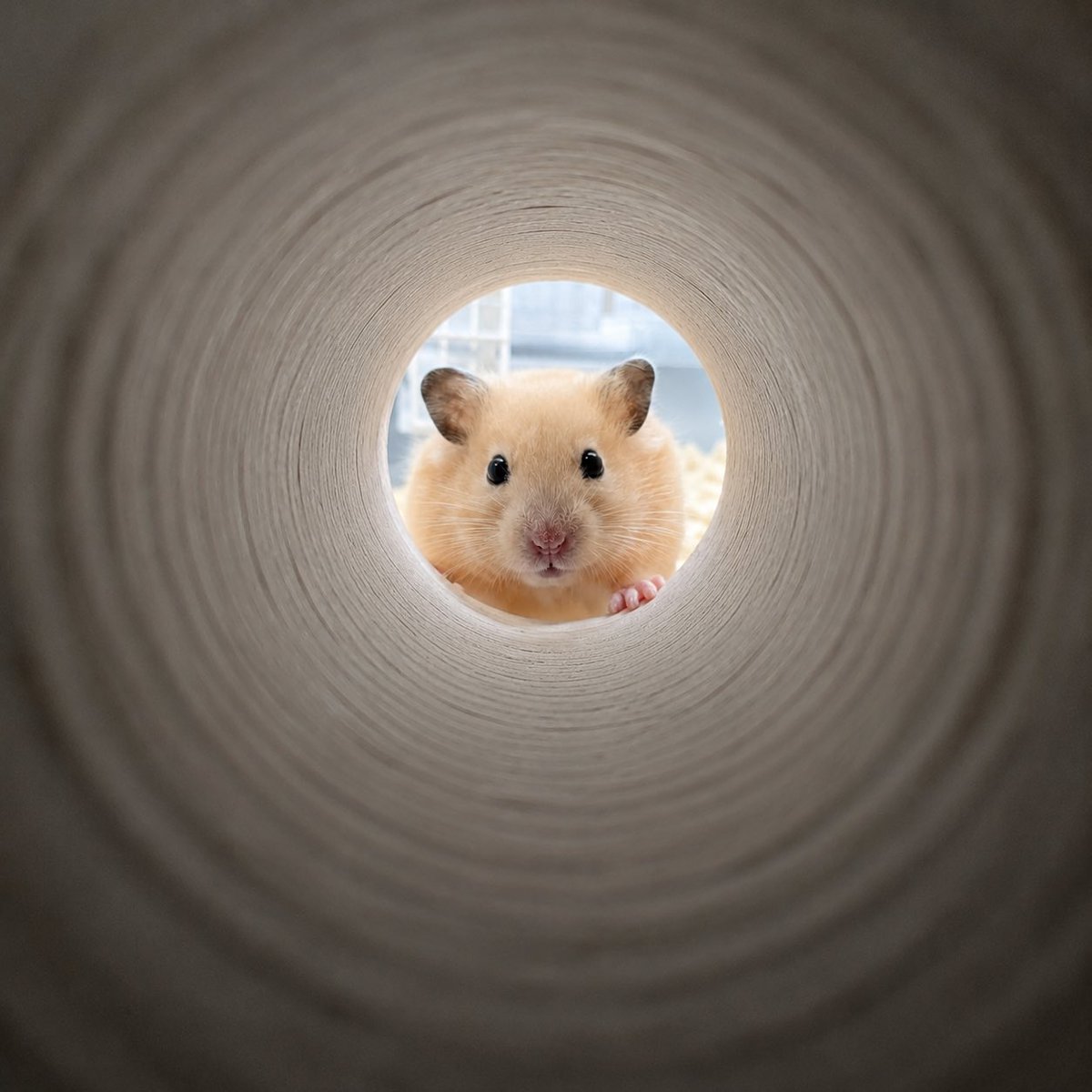 AIハムスターむぎちゃ♂🐹 tweet media