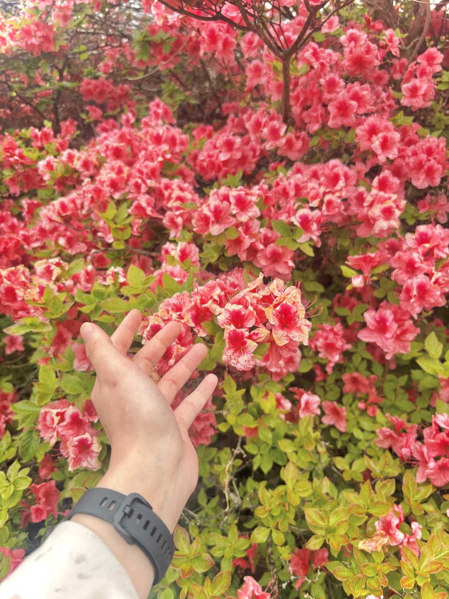 reebotch26's tweet photo. 雨とむくみでボロですが、今年も来ました🌺悔しくも団長のステージ間に合わなかった…😭

やっぱり春は恵山のつつじまつりなんだよね https://t.co/mKqSf1MmKM