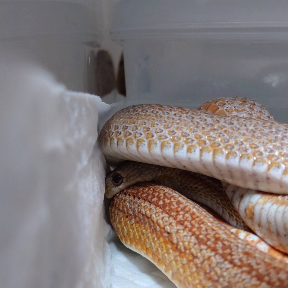 ReptileBridge's tweet photo. 年明け以降何も呟いていませんでしたが、廃業はしていません(笑)

ぼちぼちペアリングはしておりますが、本業が多忙の為、かなり絞っております🐍

9月末に孵化予定となっておりますので、販売は早く11月以降になると思います❗
宜しくお願い致します🙇

#コーンスネーク
#爬虫類
#自家繁殖 https://t.co/f595Vjr7nO