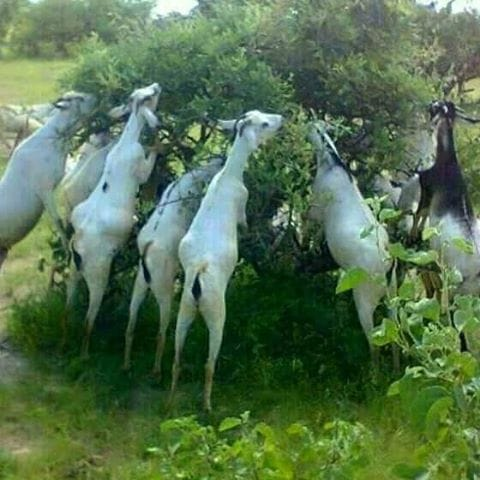 MowliidHaji's tweet photo. Xaalku waa uun iska sidaa!

‘Riyaha baan aqaan oo haddii midi booddo kulli way wada boodaan."

Xilligii uu socday ololihii farta Soomaaliga, koox raggeedi ah oo xisaabta loo dhigayay ayaa macalinka oo doonaya inuu tijaabiyo inay fahmeen xisaabta kajarta. Wuxuu weydiiyay:

‘Ka soo qaad waxaad haysataa 7 neef oo ari ah, haddii saddex booddo immisa ayaa kuu soo haraya?’

Mid kamid ah raggii oo aan si fiican ugu fiirsan macnaha su’aasha ayaa degdeg u jawaabay:

‘Macalin, riyaha baan aqaan oo haddii midi booddo kulli way wada boodaan,’ taasoo uu ula jeeday inaan midna hari doonin.

Haddaba maxaa la kala jarayaa haddii dhammaantood wada boodaan!

Siyaasadda Soomaaliya waa uun sidaas, gaar ahaan xilliyada doorashooyinka; sidii riyihii ayaa la wada boodaa. 

Annagaa yaab aragnay!‘