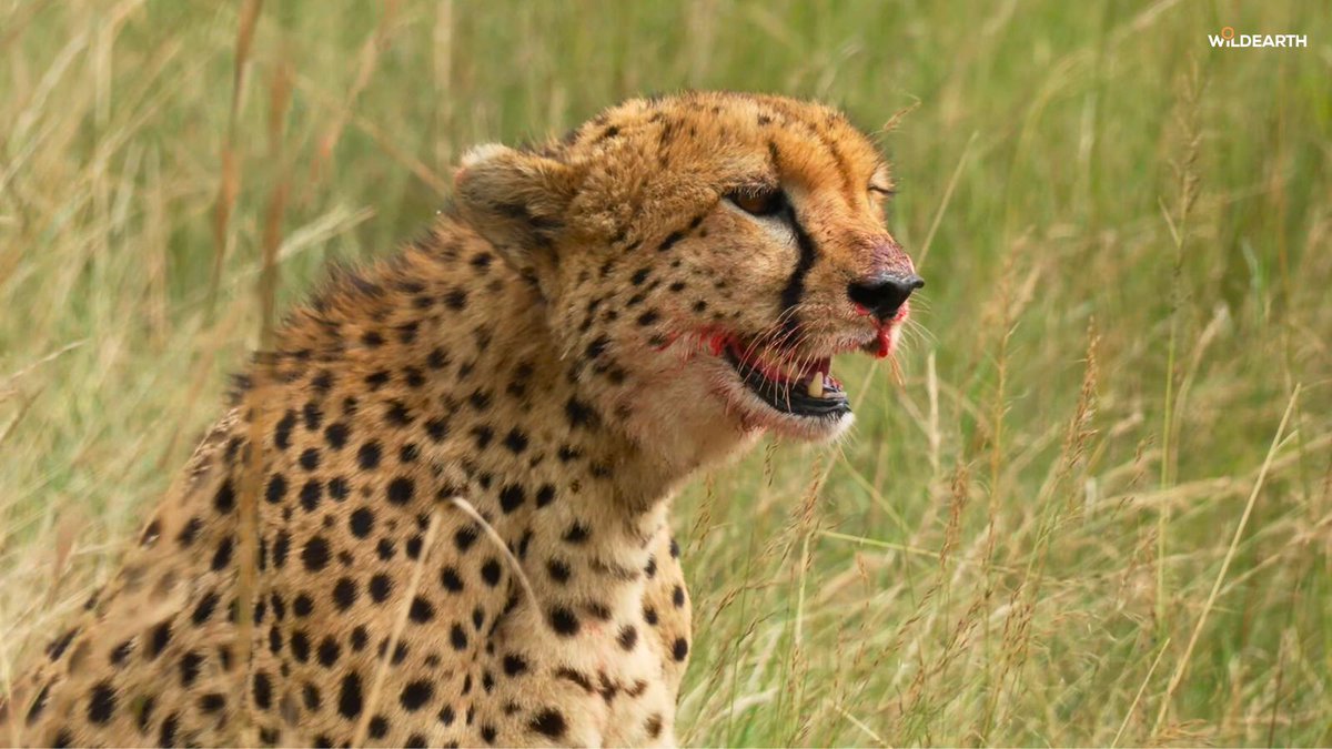 WildEarth tweet media
