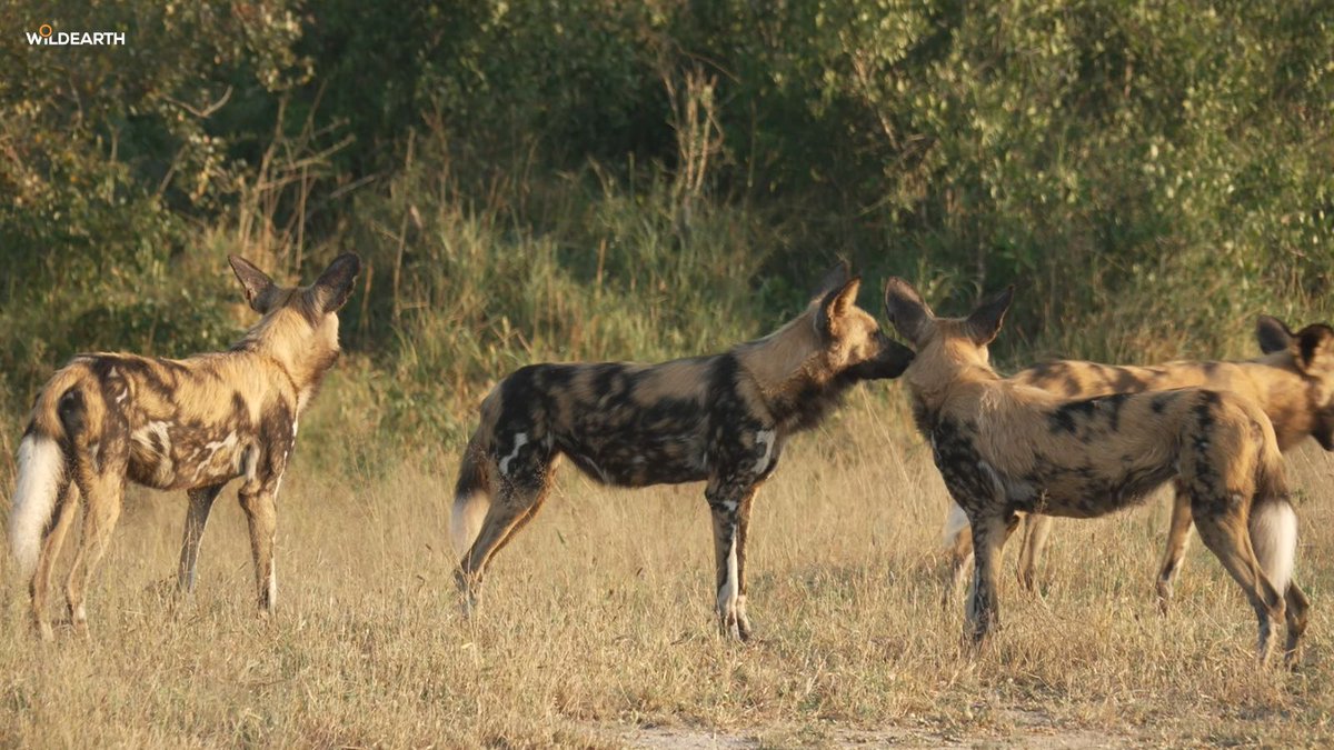 WildEarth tweet media