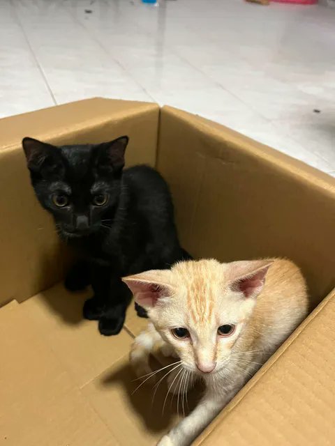 CatsterClub's tweet photo. หาบ้านให้น้องแมว(ฝากประกาศ)
น้องสีดำ อายุ4เดือน
น้องสีส้ม อายุ3เดือน
น้องทั้งสองเพศผู้ครับ
แม่น้องพันธุ์ สก็อตติช ครับ
พ่อน้องพันธุ์ ไทย ครับ
พิกัด : บางใหญ่ นนทบุรีครับ
โทร : 0948682233
ใครสนใจรับดูแลติดต่อหาเจ้าของได้เลยนะคะ หรือ ช่วยกันรีกระจายข่าวก็ได้ค่ะ มาช่วยกันหาบ้านอันอบอุ่นให้น้องกันนะคะ