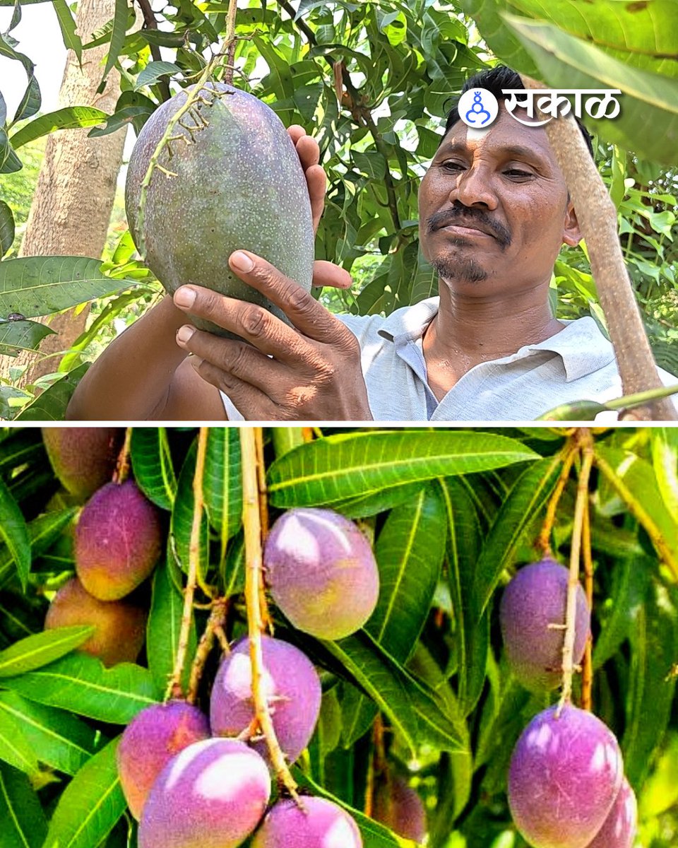 SakalMediaNews's tweet photo. ओडिशातील मलकानगिरी जिल्ह्यातील आदिवासी शेतकरी देबा पडियामी यांनी अत्यंत दुर्मिळ समजला जाणारा जपानी ‘मियाझाकी’ आंबा यशस्वीरित्या पिकवला आहे.
#MiyazakiMango #JapaneseMango #Odisha #Malkangiri #TribalFarmer #RareMango #LuxuryFruit https://t.co/n56EgRMY3l