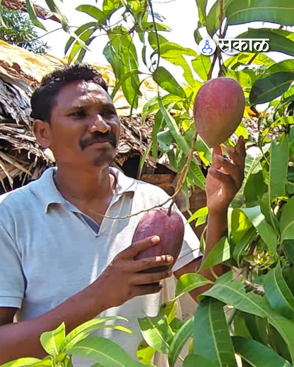 SakalMediaNews's tweet photo. ओडिशातील मलकानगिरी जिल्ह्यातील आदिवासी शेतकरी देबा पडियामी यांनी अत्यंत दुर्मिळ समजला जाणारा जपानी ‘मियाझाकी’ आंबा यशस्वीरित्या पिकवला आहे.
#MiyazakiMango #JapaneseMango #Odisha #Malkangiri #TribalFarmer #RareMango #LuxuryFruit https://t.co/n56EgRMY3l