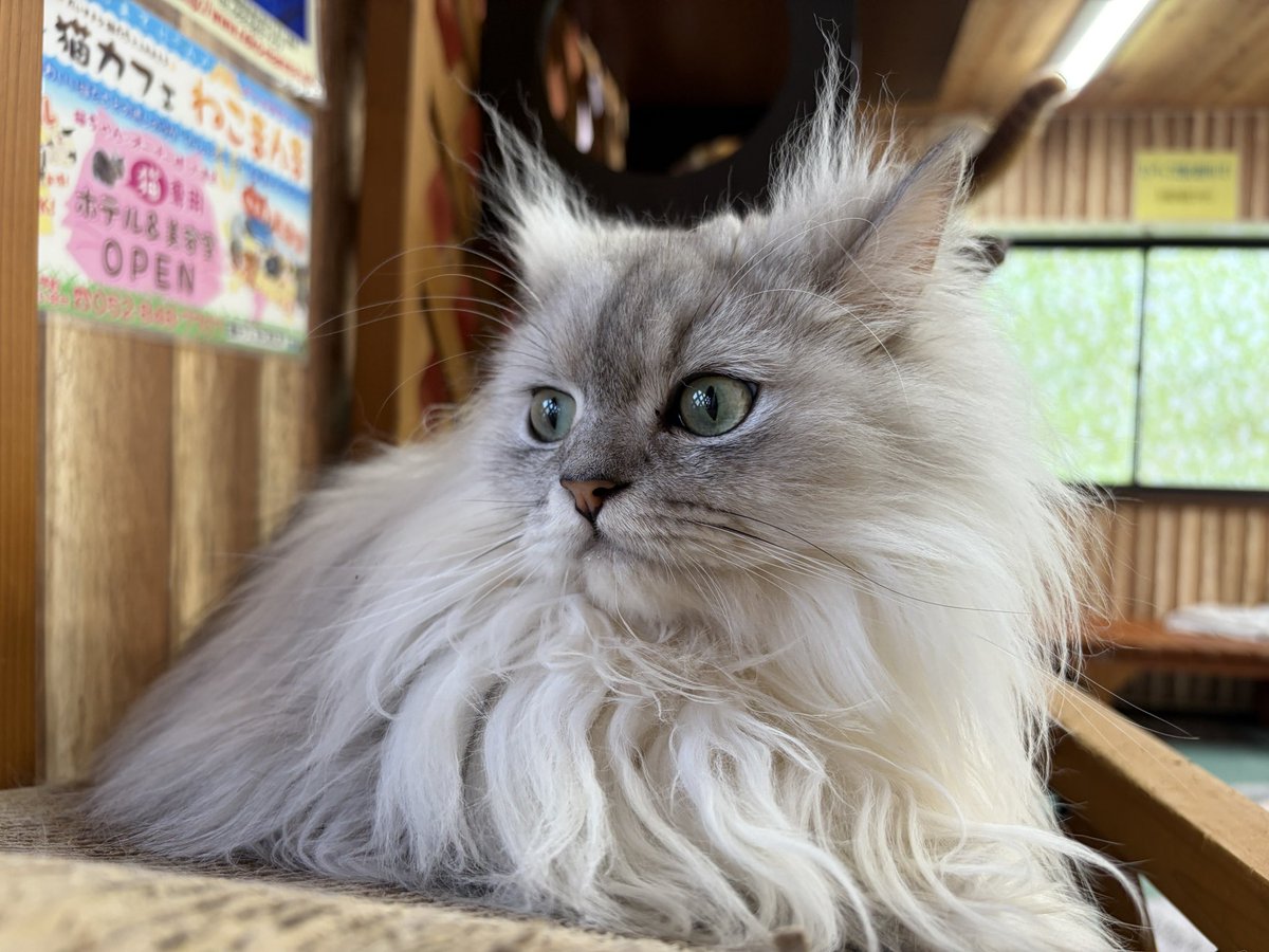 猫カフェ営業 27cm 🐸☂️猫カフェ営業日のお知らせ🐸☂️ 5/31 14:00～18:00(最終受付17