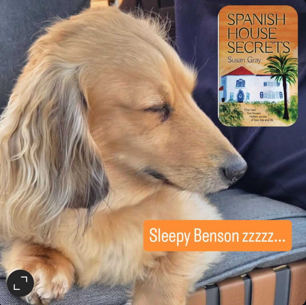 SusanGray275384's tweet photo. Sleepy Benson!😴
My grand dog sat beside me for hours when I wrote SPANISH HOUSE SECRETS so I included him in the book!
A romantic mystery...one man, two identical houses, two personas and two romances.
Available on Amazon.
https://t.co/8rVCG7dn92 
#daschundlove 
#spanishromance https://t.co/asHkm5loNl