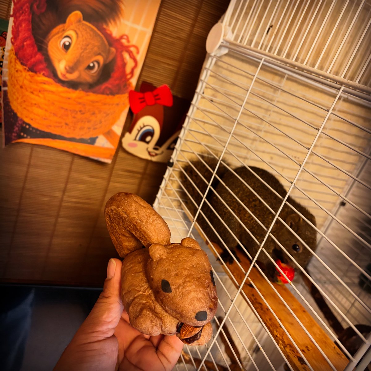 daisuke1990n's tweet photo. #町田リス園
でリスパン買ってきちゃったよ。

店長くんにはいちごのお土産です。

#クリハラリス
#タイワンリス https://t.co/imjyeMVdRZ