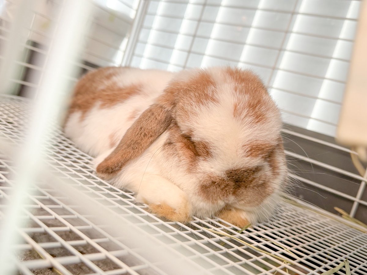 うさぎショップ LoveRabbit tweet media