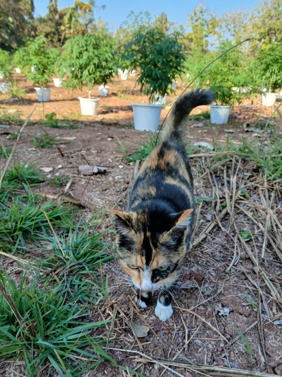 isnatious's tweet photo. Cannabis 🐈 https://t.co/wia6EcaEdd
