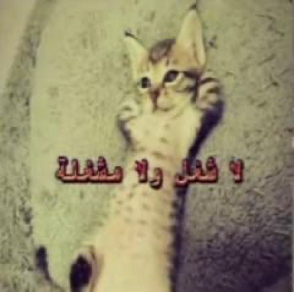 ❆ tweet media