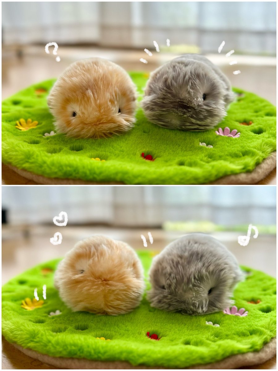 ぼんてん&にこげ tweet media