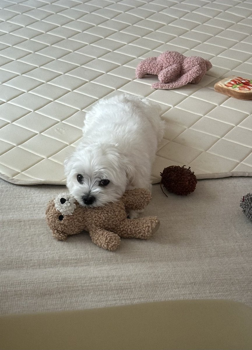 14_msd's tweet photo. 直りましたよ🧸 https://t.co/aeWqLinlXC