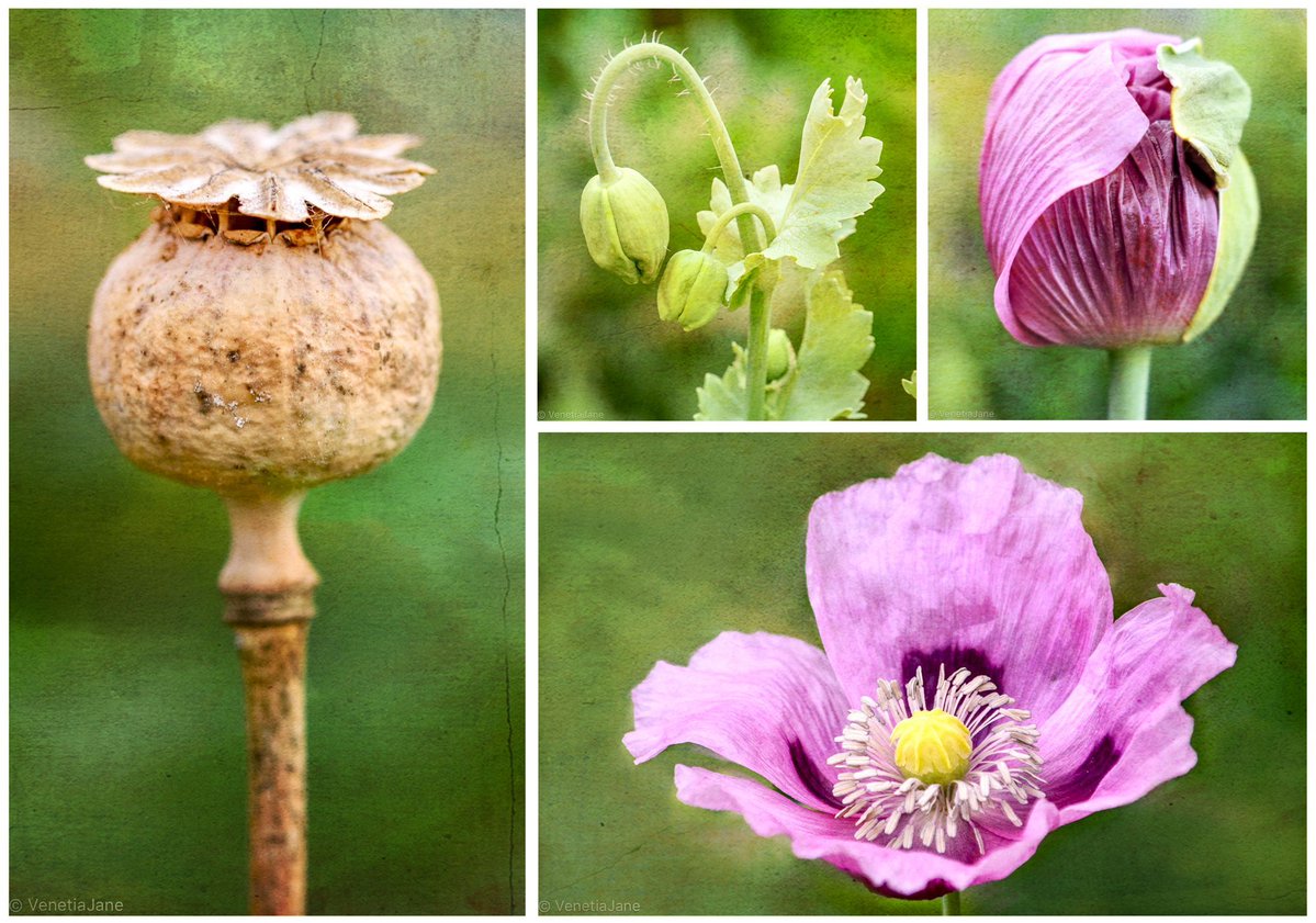 VenetiaJane's Garden tweet media