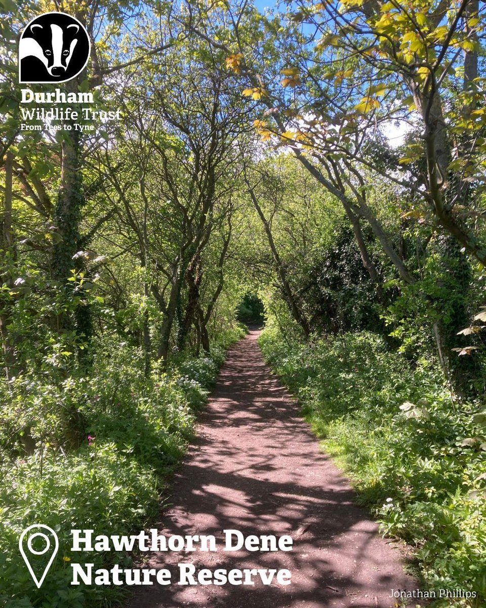 DurhamWildlifeTrust tweet media