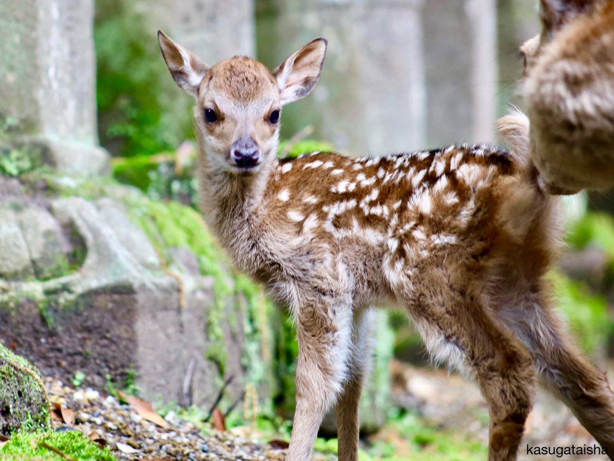 * vintage animal ❀ キュートな瞳の バンビちゃん きらめく瞳に誰もがトリコ。益若つばさプロデュースカラコン「バンビ