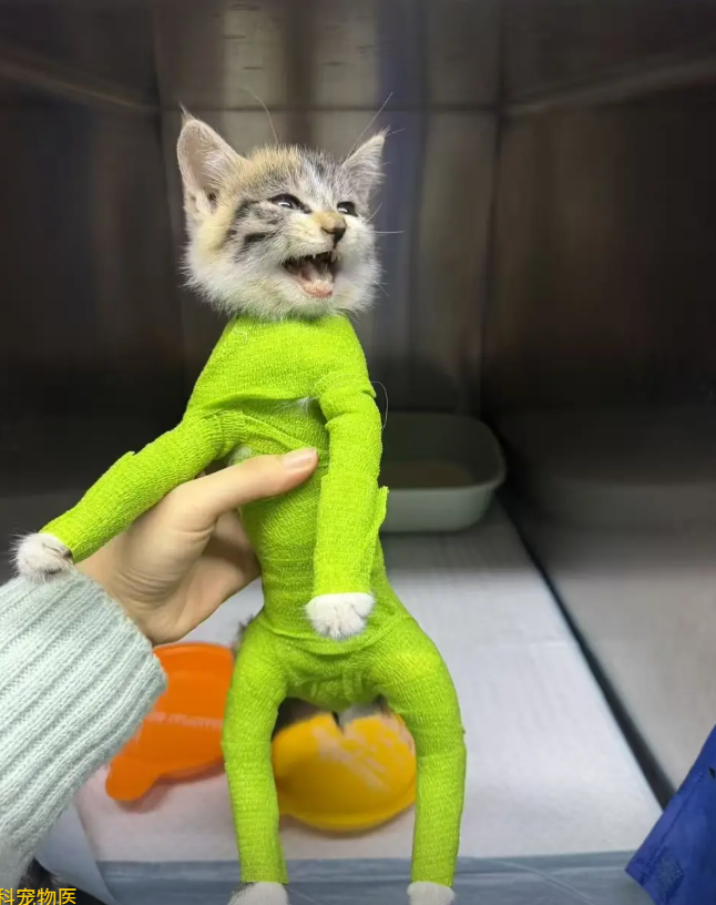 AnimalFriends tweet media