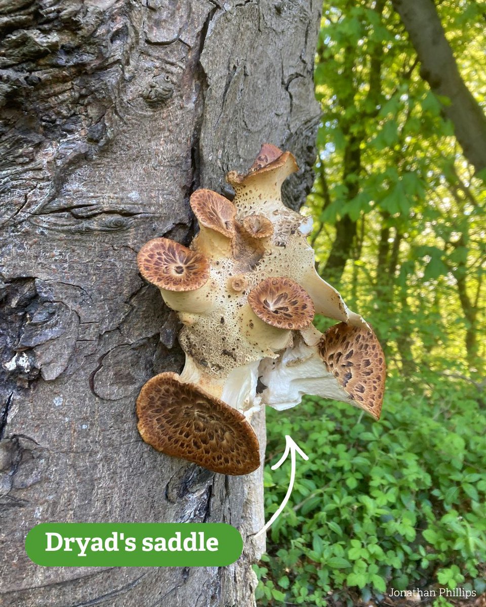 DurhamWildlifeTrust tweet media