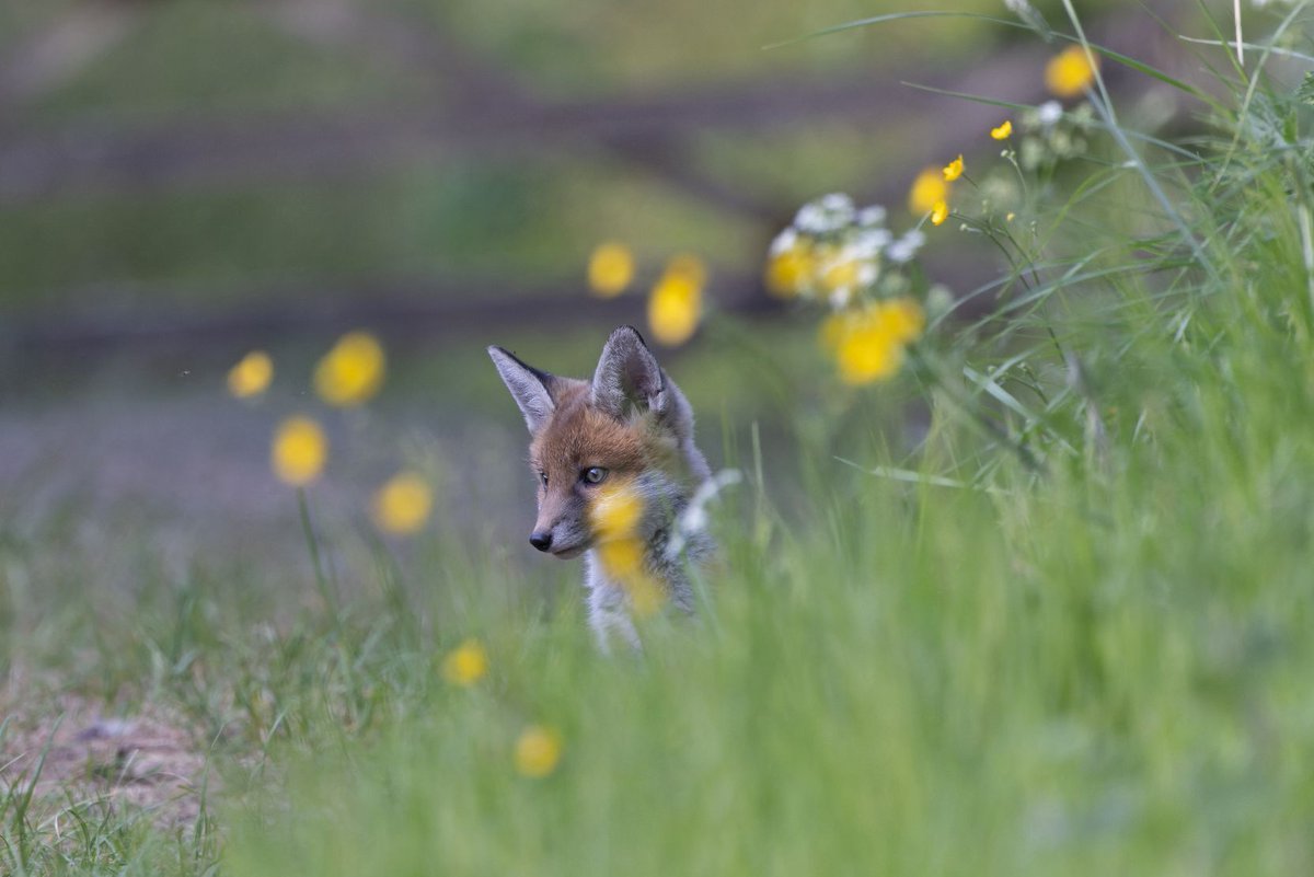 ChrisGPackham's tweet photo. Oh yes . . . the cub , the buttercups , the meadow . Top work Lee Parnell for today's #FoxOfTheDay https://t.co/dILeQyRADa