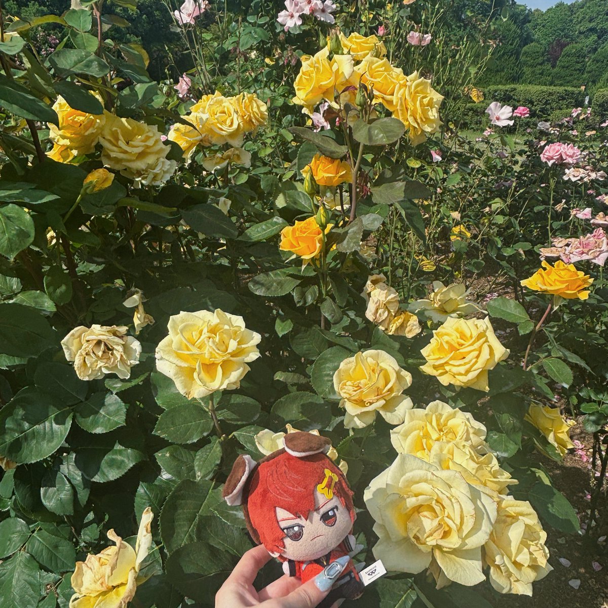 _68nr's tweet photo. 🌹 https://t.co/Fwhm7fd464