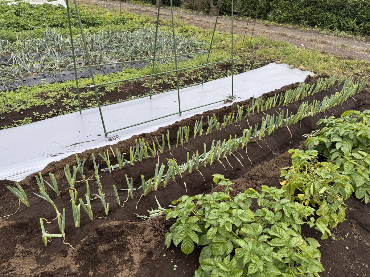 Mosu1401's tweet photo. 昨日は会社の人たちと沼津ツーリング
今日は朝からネギ植え
昼はラーメン

全部楽しい https://t.co/gkMSIB0Zwm