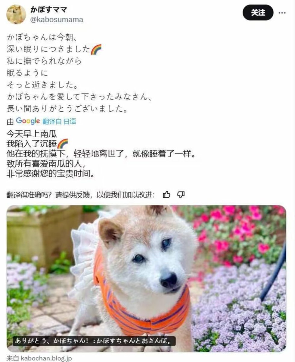 tangeorange's tweet photo. 历史上的今天:
今天是 Doge 的原型(狗名: Kabosu) 去往天国的日子。
谢谢你给了我们欢笑。

祝你在天堂过得开心。

(Kabosu於2024年5月24日去世，享年18歲，其2010年走紅的側臉照片成為Doge迷因及Dogecoin象徵，至今仍是網路文化重要一部分。) https://t.co/0pRJl8kMaN