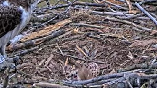 Foulshaw Ospreys tweet media