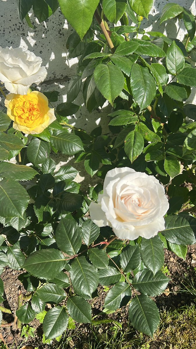 sueyb71's tweet photo. Early morning gardening, some serious sunbathing and Leeds game later. A nice chilled day on this sunny Sunday ๐ ๐๐ค๐#Sunday #gardening #norunday #bankholiday #gameday Have a good one! https://t.co/h1mLlPWVgY