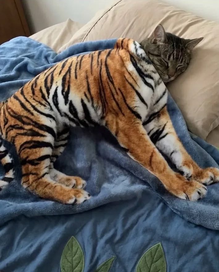 gatos fazendo gatices tweet media