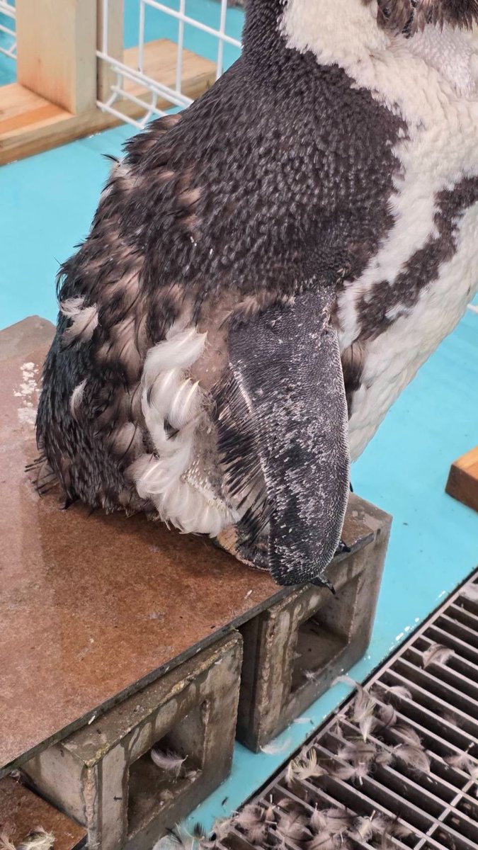 ペンギンカフェ テイル tweet media