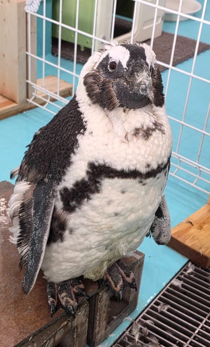 ペンギンカフェ テイル tweet media