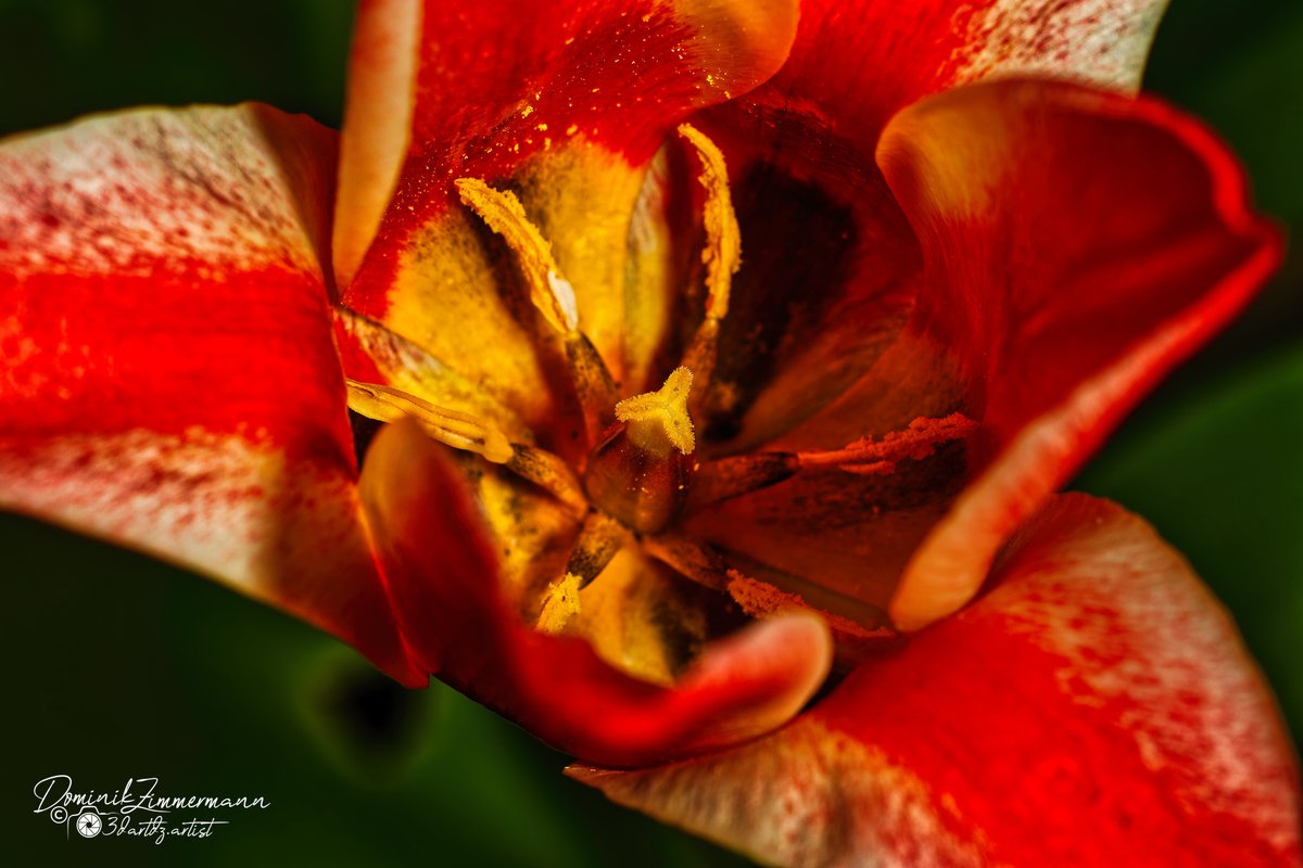 DZPhotographyde's tweet photo. Im Herzen der Farbe – Tulpe

#tulpe #makrofotografie #macroshot #naturephotography #flowerphotography #details #natur #closeup #farben #frühling https://t.co/BOIadwuY0U