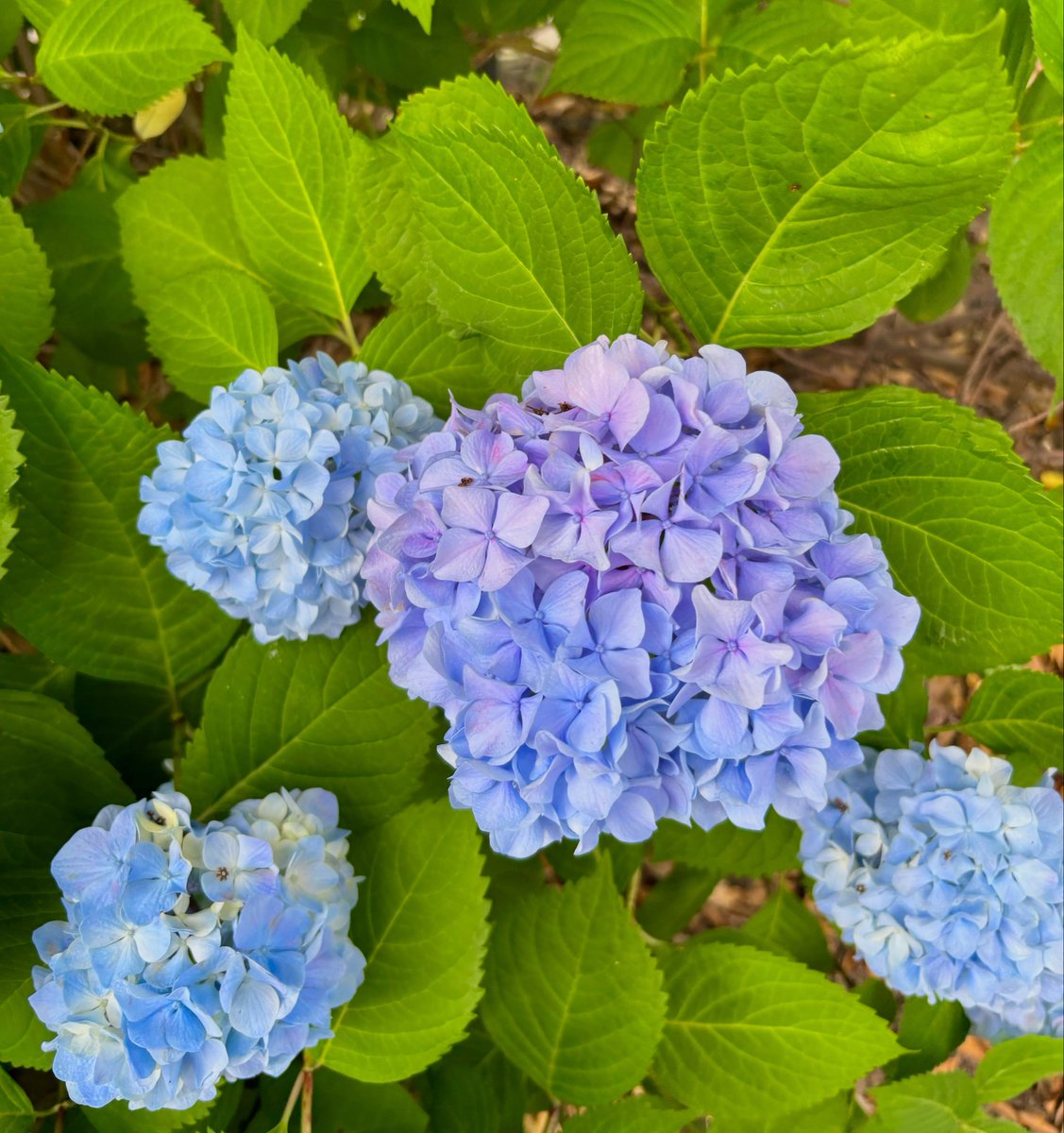kossori_yoka's tweet photo. 今年初めて見つけた紫陽花〜💠 https://t.co/d8fl47lHIu