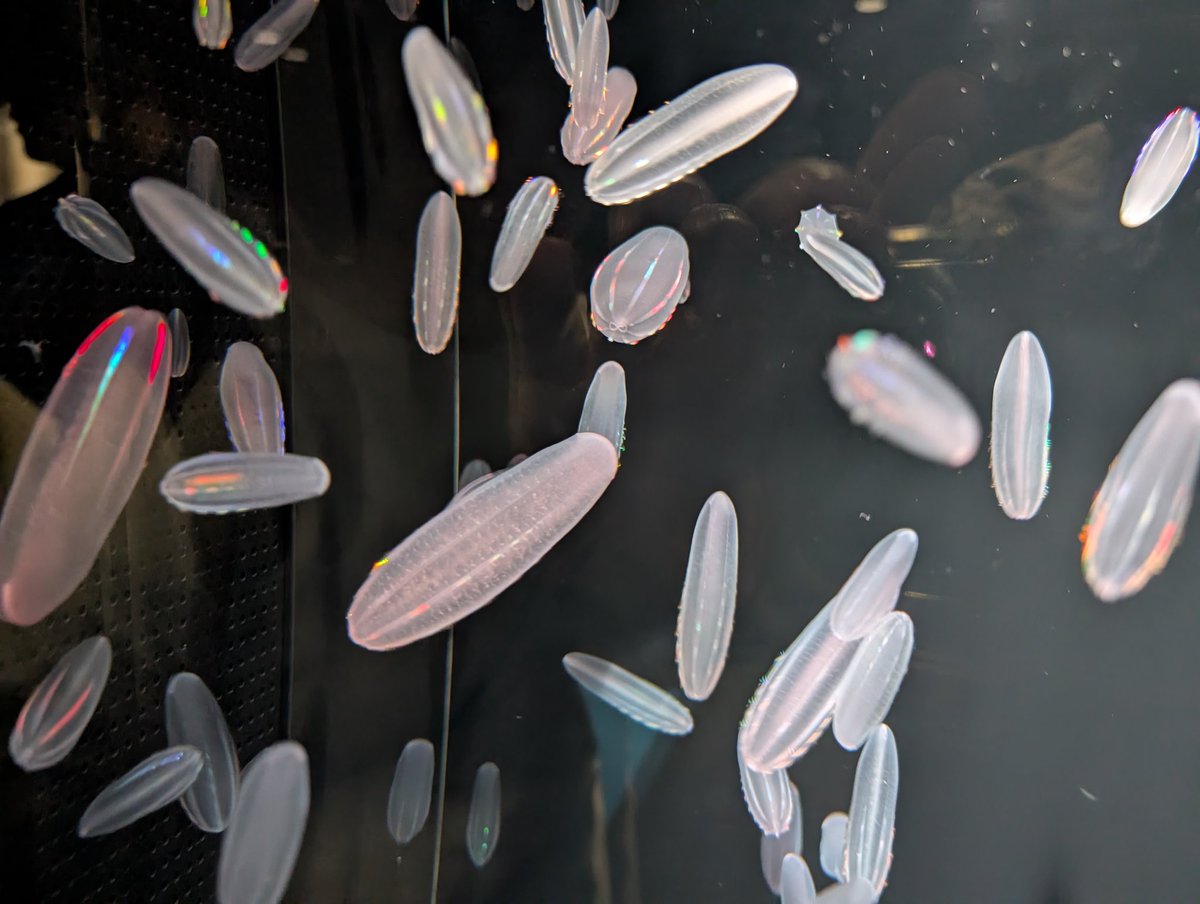 shikumatani's tweet photo. 加茂水族館がリニューアルしたので行ってみた。
クラゲってほんの不思議な生き物。

#ぶらり旅 
#山形
#加茂水族館 
#クラゲ https://t.co/HPX0FjSS3e