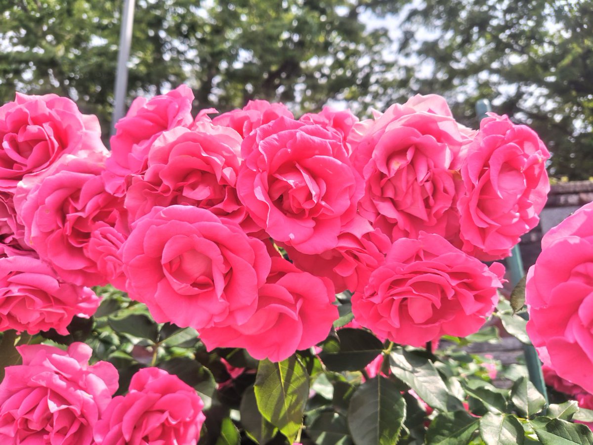kyjroo's tweet photo. バラ園に行ってきました🌹 https://t.co/ZD4PVmHR3T