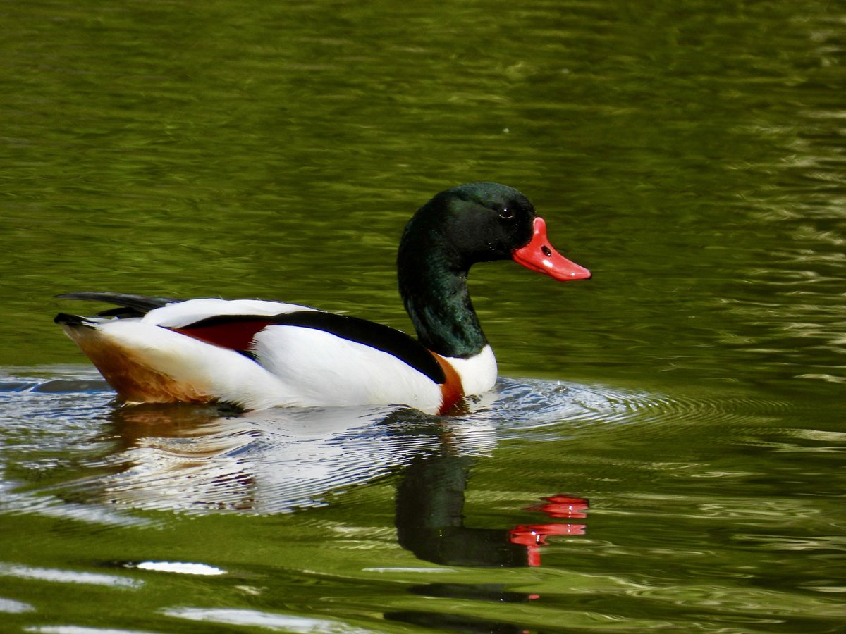BigRedOne35's tweet photo. @aHeartSoFull Male Shelduck… https://t.co/MI9T94UREM