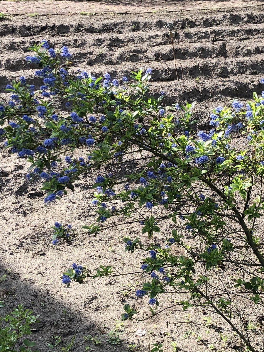slaoperij's tweet photo. Kleurenpalet bloemenzee en we hebben dit jaar weer eetaardappelen in de voortuin grond verbeteren  rode beuk op zijn mooist nu 
#wintervoorraad #nostalgie #oerdrenthe https://t.co/CL2rjjIPdY