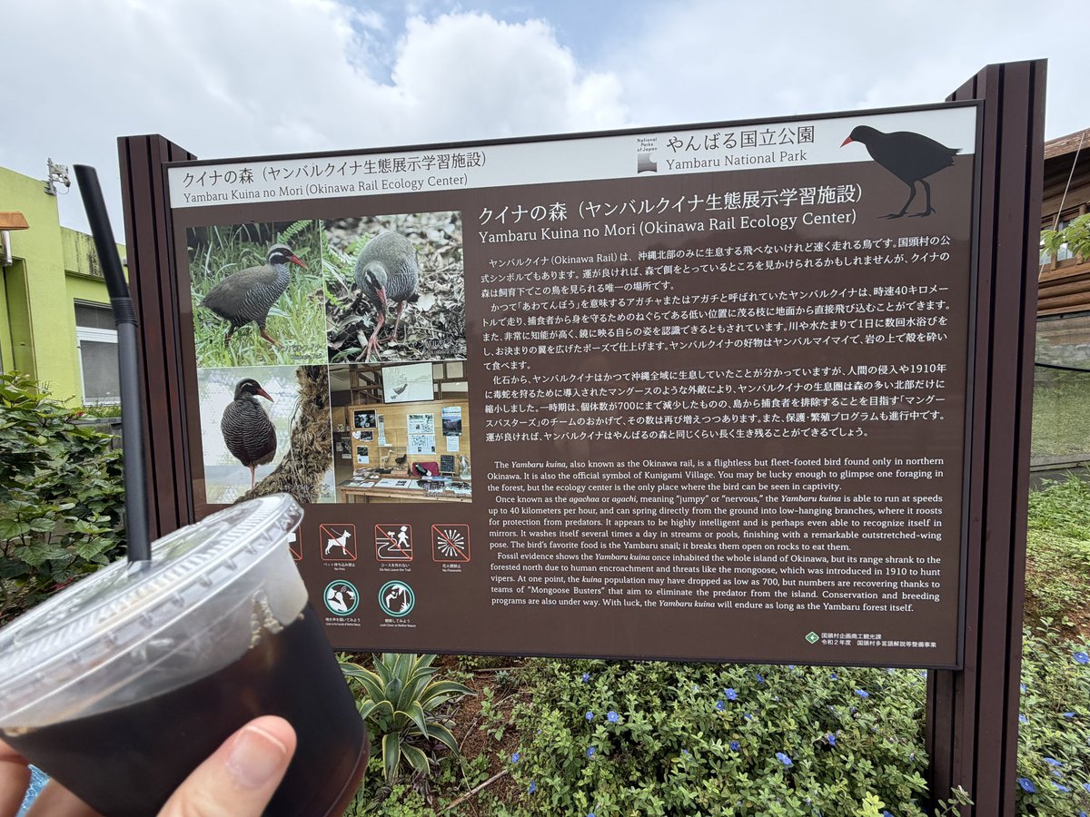 wanyandao's tweet photo. 安田くいなふれあい公園にて。
ヤンバルクイナのクー太が目の前に来てくれたのに、スマホを車内に忘れるという痛恨のミス😭
慌てて戻った時には隅っこへ…。写真は撮れなかったけど、しっかり目に焼き付けました。
まさかの「苦味が美味い」コーヒーにも出会えて最高。リピ確定です☕️
#沖縄 #やんばる https://t.co/mvQK3RPRQW