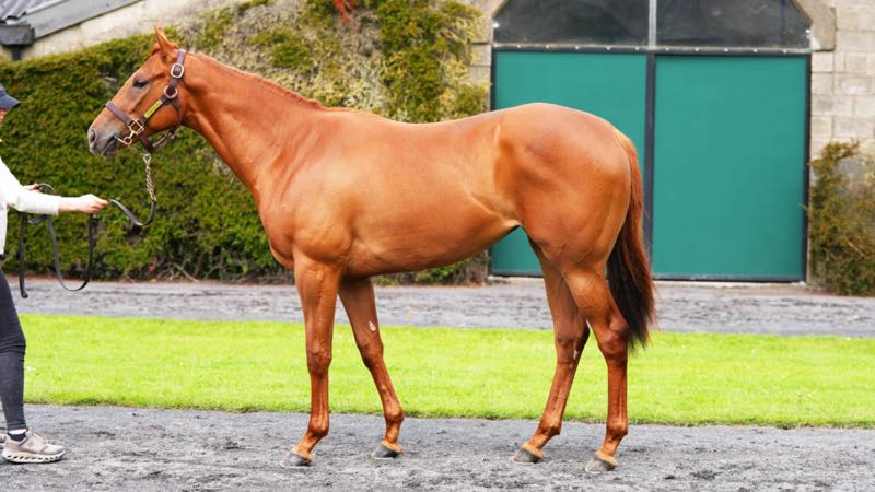 BallylinchStud's tweet photo. 🏝BAYSIDE BOY averages €93,000 at @Tattersalls_ie Breeze Up Sale.

7️⃣ sold including:
🏇Filly ex Lady Livius - €175,000
🏇Filly ex Avomcic - €150,000
🏇Colt ex My Order - €85,000
🏇Colt ex Auxilia - €80,000
🏇Filly ex Folie de Louise - €80,000 https://t.co/isuzl3ITrb