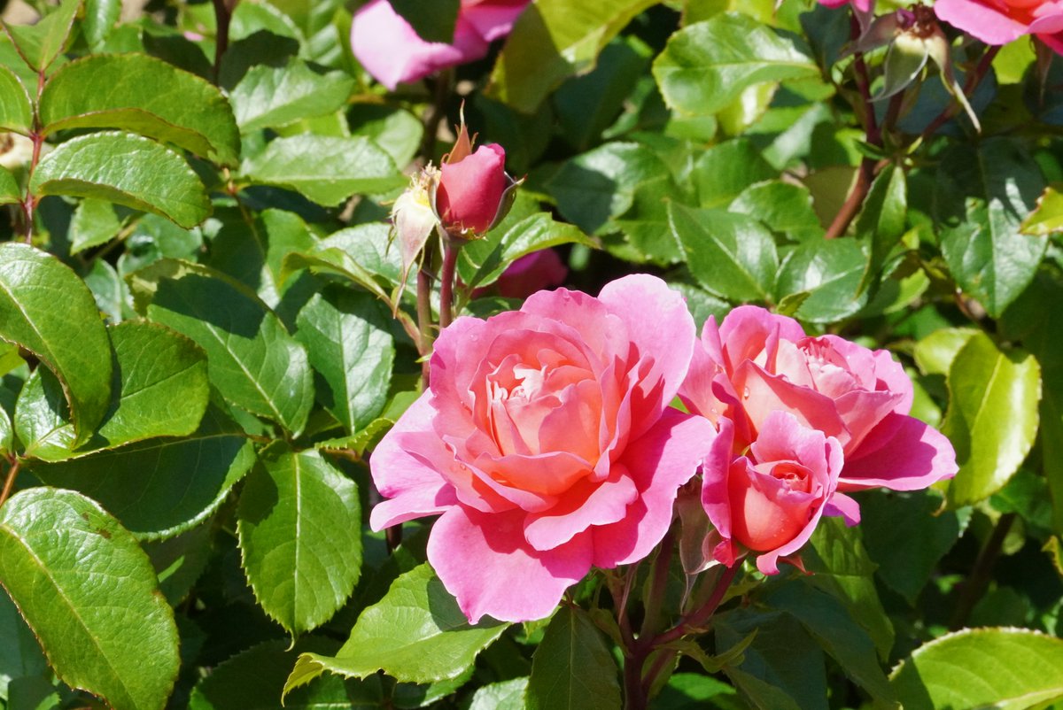 5月30日（土）、31日（日）は【ひたちローズDAYS】を開催🌹 植物管理