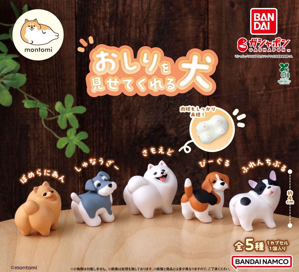 agicheese's tweet photo. おしりを見せてくれる犬 ガチャガチャ こうかん

譲 ぽめらにあん×2 びーぐる ふれんちぶる
求 定価＋送料 しゅなうざー

出先のためdmにてID写真送付いたします。
検索からもお気軽にお声がけください🙇‍♂️ https://t.co/34Onk1TAMH